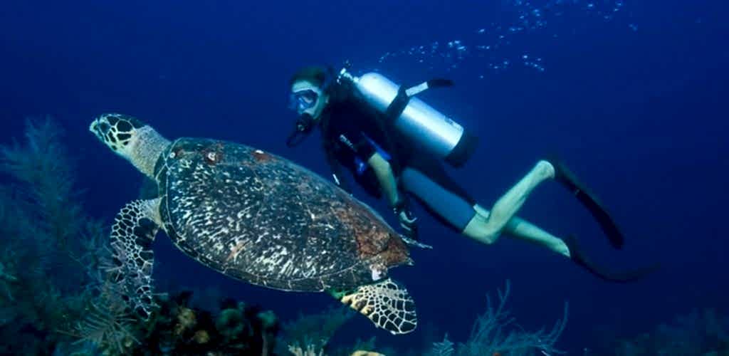 Fethiye Tüplü dalis fiyatı 1.800 TL